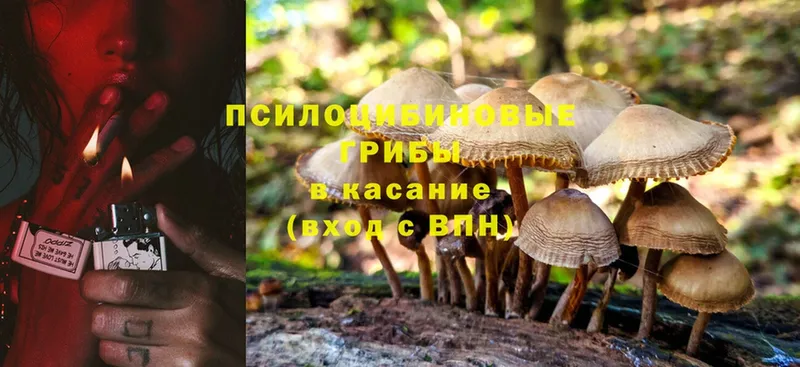 Галлюциногенные грибы Psilocybine cubensis  блэк спрут как войти  Чусовой 